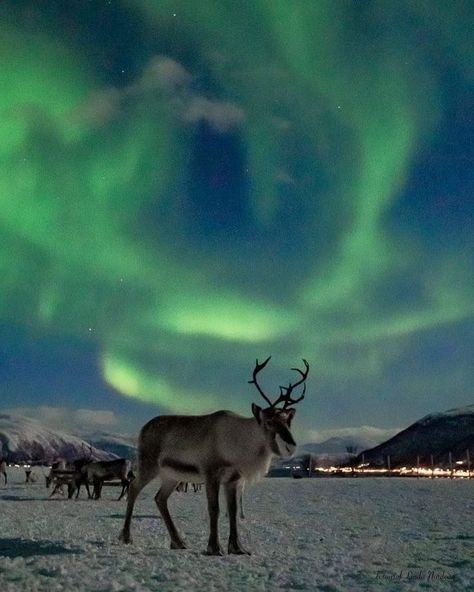 Iceland Aesthetic Winter, Pole Nord, Northern Lights (aurora Borealis), Vision Board Pictures, Aurora Borealis Northern Lights, Tromso, Foto Art, Iceland Travel, Dream Holiday