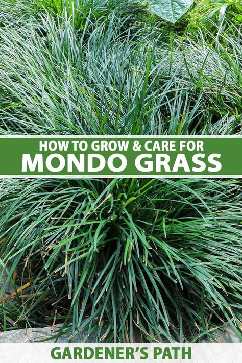 Darkly distinctive, mondo grass is a sod-forming perennial with graceful, arching foliage. Used in borders and containers or as ground cover, it’s low maintenance and highly versatile, and suitable for sun or shade gardens. Learn how to grow and care for mondo grass now on Gardener's Path. #mondograss #gardenerspath Mondo Grass Border, Mondo Grass Ideas, Mondo Grass Landscaping, Backyard Hacks, Lily Turf, Monkey Grass, Homestead Gardening, Texas Plants, Bali Garden