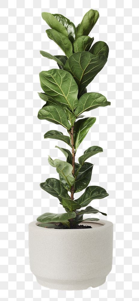 Fiddle Fig Plant, Plants On White Background, Tanaman Png, Fig Plant Indoor, Plant Transparent Background, Plants Photoshop, Fig Leaf Plant, Plants White Background, Plant White Background