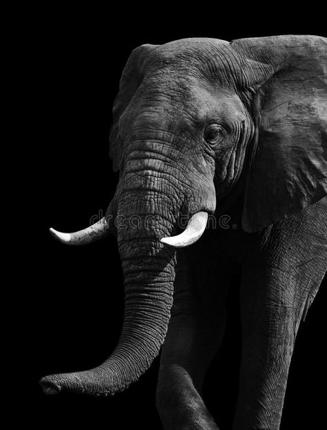 Artistic Black and White Elephant. Artistic close up of an African elephant in b #Sponsored , #PAID, #PAID, #Black, #African, #elephant, #White Black And White Elephant, Elephant Black And White, African Forest Elephant, Elephant Sketch, Elephant Photography, Elephant Print Art, Black And White Landscape, Elephant Love, Free Art Prints