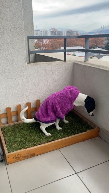 Balcony Pet Area, Balcony Ideas For Dogs, Dog Friendly Balcony, Balcony For Dogs, Patio Chico, Apartment Porch, Indoor Dog Potty, Apartment Dogs, Girl Apartment