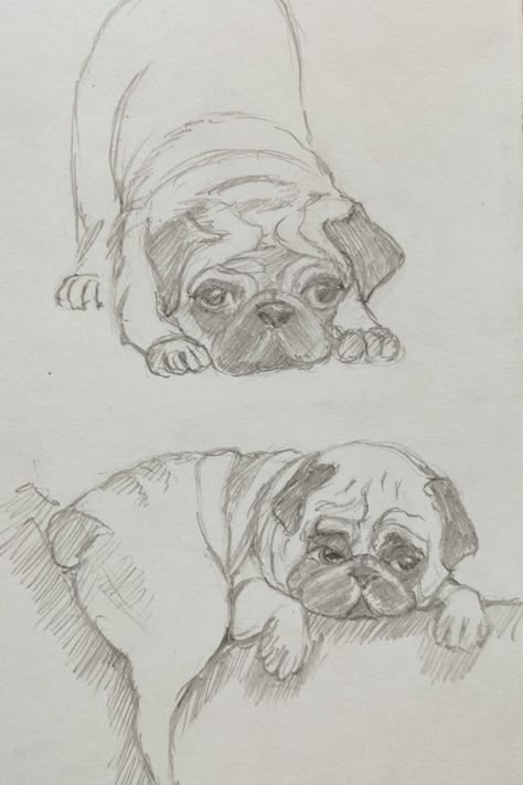 Animals Sketches Pencil, Dog Drawing Sketches, Cute Puppy Sketch, Pug Sketch, Pug Drawing, Dog Sketches, Dog Drawings, Pug Art, Cute Doodle Art