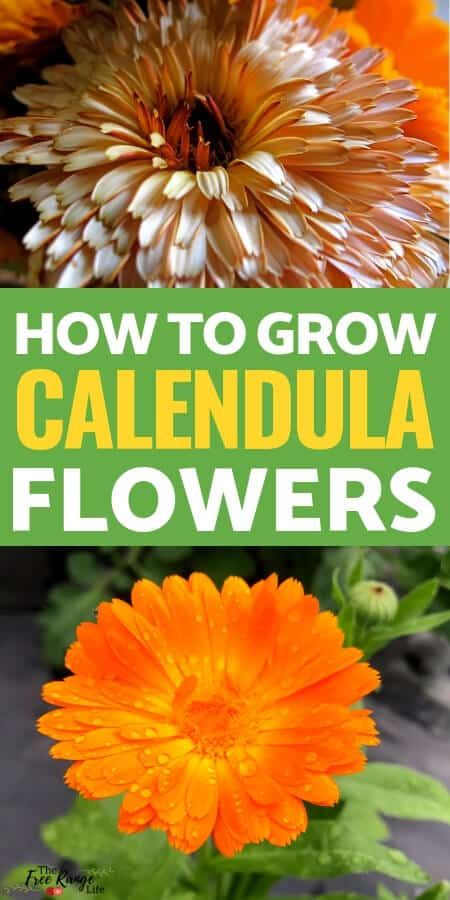 Marigolds In Garden, Medicine Garden, Calendula Flowers, Indoor Flowering Plants, Medicinal Herb, Calendula Flower, Survival Gardening, Cut Flower Garden, Growing Seeds