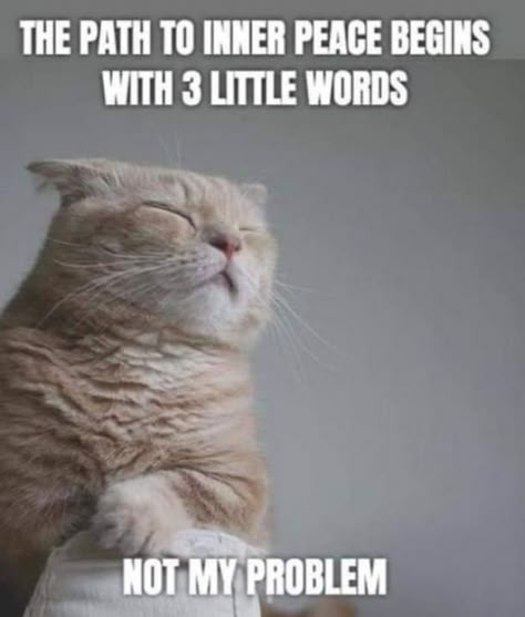 Funny Motivational Memes, Funny Animal Images, Motivational Memes, Cute Animal Quotes, Cat Humor, Cat Images, Cat Purr, Belly Laughs, Funny Animal Jokes