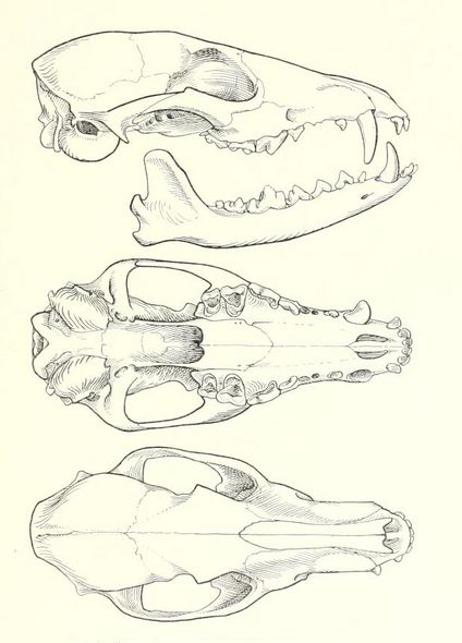 Wolf Jaw Tattoo, Animal Skull Drawing Reference, Animal Jaw Bone Tattoo, Dog Skull Reference, Animal Bones Drawing, Animal Skull Anatomy, Animal Bones Drawing Sketch, Deer Skull, Animal Skull Reference