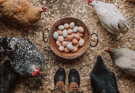 A basket of fresh organic chicken eggs Future Farms, Farm Lifestyle, Farm Photography, Farm Eggs, Mini Farm, Organic Chicken, Ranch Life, Farms Living, Chicken Farm