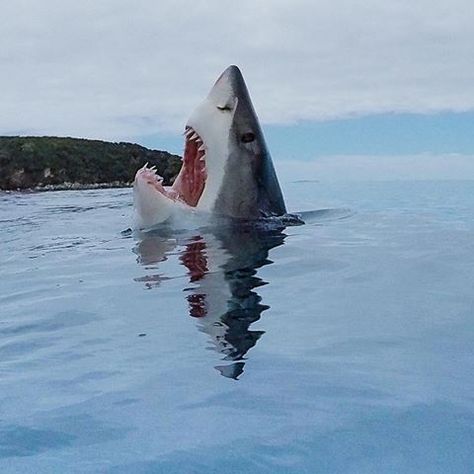 “Rare image of a shark stepping on a lego,” is often the meme caption associated with this now iconic shark photo taken by @mikecoots. 🦈 Here’s more of the backstory from an interview Mike did with CNET on the pic: "I took my girlfriend as a surprise Christmas present on a shark dive off of Stewart Island in New Zealand where the pic was taken. It was on a GoPro on a long wooden dowel on the 0.5 sec timer mode. The shark was doing what was called 'gaping' (a shark-communication behavior) and I Stewart Island, Shark Wallpaper, Shark Silhouette, Shark Photos, Shark Pictures, Aquatic Creatures, Shark Diving, Meme Caption, Shark Art