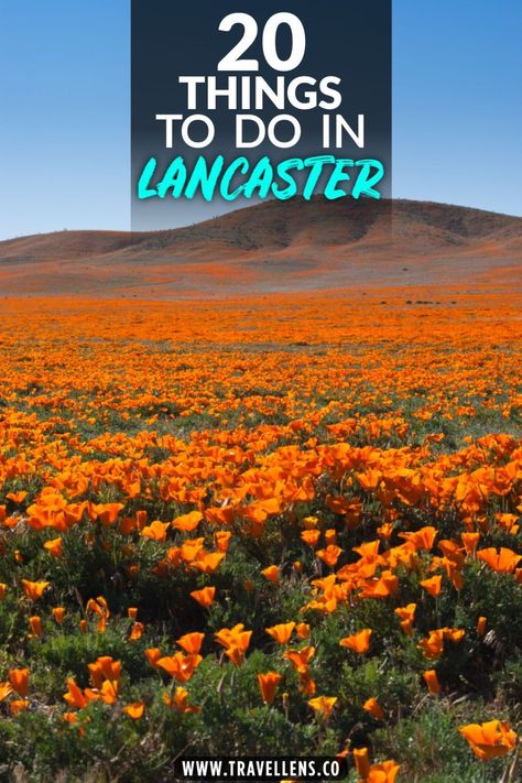 Discover the 20 best things to do in Lancaster, California. Including Antelope Valley California Poppy Reserve, Red Rock Canyon State Park and more Lancaster California, Antelope Valley, Red Rock Canyon, San Gabriel, Mojave Desert, California Poppy, Nature Trail, Red Rock, Picnic Area