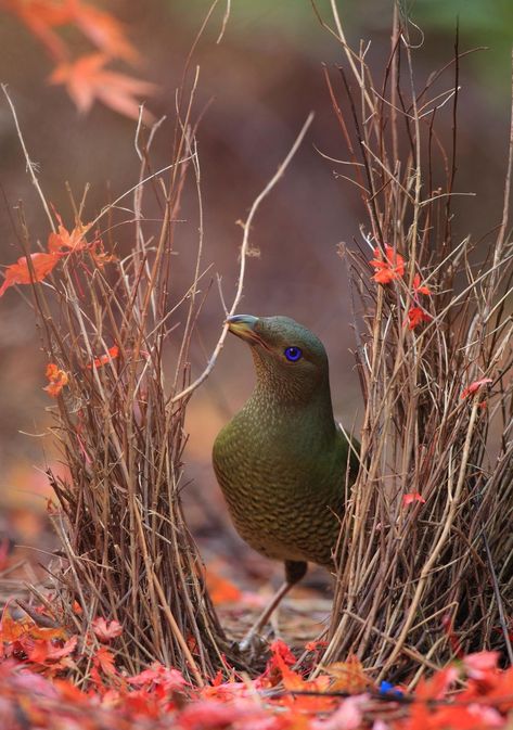 Female Satin Bowerbird checking out the Bower Satin Bowerbird, Bower Birds, Real Birds, Bower Bird, Birds Garden, Autumn Animals, Kinds Of Birds, Australian Birds, All Birds