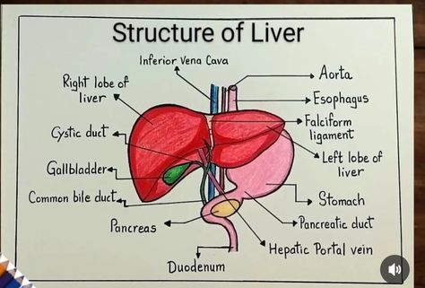 Liver Diagram Anatomy, Liver Diagram, Cell Biology Notes, Nurse Study, Basic Anatomy, Medical Tips, Student Tips, Lotion For Oily Skin, Human Liver