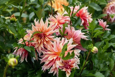 12 peach flowers to make your garden glow — The Times and The Sunday Times Peach Colour Palette, Palette Garden, Peach Color Palettes, Garden Uk, Flowers To Make, Wallpaper Borders, Peach And Green, Peach Flowers, Peach Fuzz