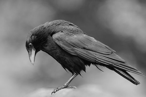 crow looking down Crow Pictures, Raven Bird, Dark Wings, Crow Bird, Crow Art, Jackdaw, Raven Art, Nice Pic, Crows Ravens