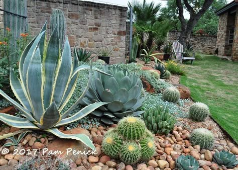 Mediterranean Cactus Garden, Zeroscaping Front Yard, Beaked Yucca, Zeroscape Front Yard, Mexican Plants, Mexican Gardens, Cactus Garden Design, Cactus Garden Landscaping, Succulent And Cactus Garden