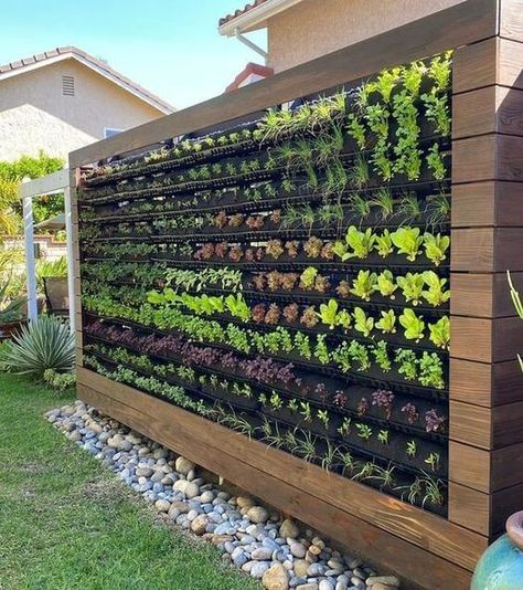 Modern Garden Patio, Vegetable Trellis, Garden Trellis Fence, Fenced Vegetable Garden, Wall Trellis, Trellis Plants, Garden Area, Beautiful Outdoor Spaces, Wall Garden