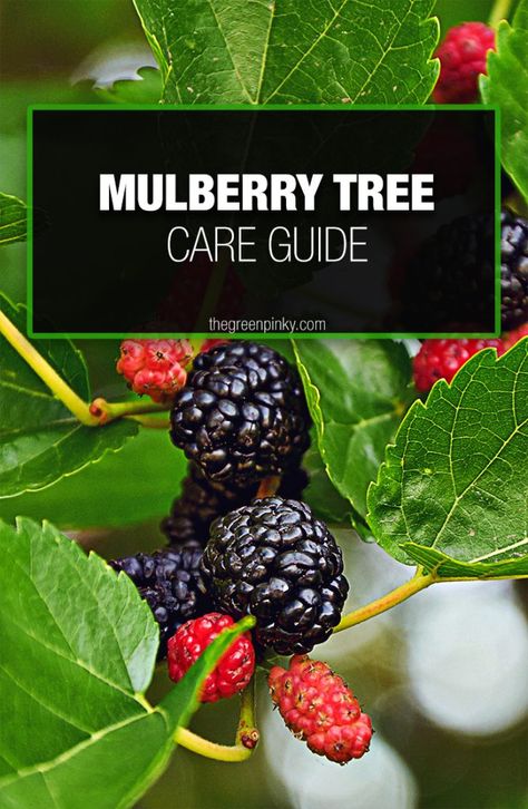 Mulberry Plant, Mulberry Trees, Mulberry Fruit, Food Forest Garden, Berry Garden, Mulberry Bush, Growing Fruit Trees, Vegetable Garden Diy, Chicken Garden