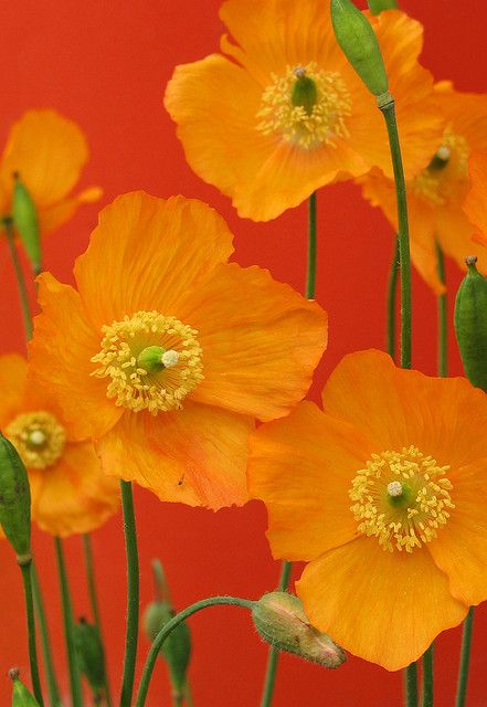 Orange Flowers, Bright Orange, Poppies, Orange, Flowers, Green, Red