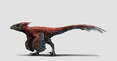 Jurassic world pyroraptor | Jurassic Park | Know Your Meme Feathered Dinosaurs, Raptor Dinosaur, Walking With Dinosaurs, Dino Art, Jurassic World Dominion, Modern Birds, Jurassic World Dinosaurs, Paleo Art, The Colony