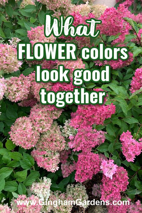 Garden Flower Combinations, Garden Flower Borders, Colorful Flower Bed Ideas, Flowers That Look Good Together, Best Flower Color Combinations, Garden Flower Colour Schemes, Floral Color Combinations, Red And Purple Flowers Gardens, Garden Color Scheme Colour Palettes