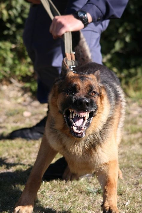 Angry Dog, Military Working Dogs, Scary Dogs, Police Dog, Dog Information, Aggressive Dog, Police Dogs, Blue Merle, Pet Care Tips