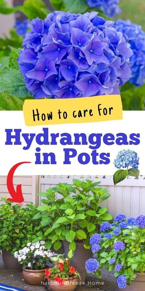 Hydrangea In A Pot, How To Care For Hydrangeas In A Pot, Growing Hydrangeas In Pots, Potted Hydrangea By Front Door, Hydrangea In Pots, Potted Hydrangea Care, Hydrangeas In Pots, Potted Hydrangea, Hydrangea Plant Care