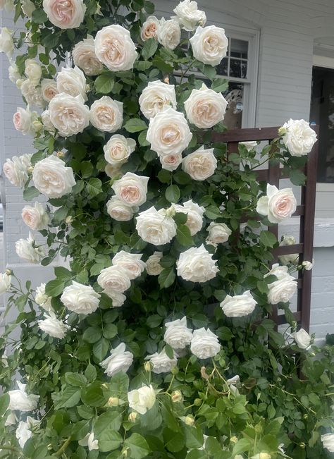 Roses On Trellis, White Climbing Roses, Collection Board, Climbing Flowers, Climbing Roses, Dream Garden, Pretty Flowers, Decor Inspiration, Flower Garden