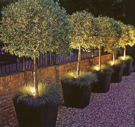 Landscape lighting in planters.. Love this!!! Garden Lighting Design, Courtyard Design, Flower Mirror, Front Yard Design, Night Garden, Have Inspiration, Garden Pictures, The Secret Garden, Garden Trees