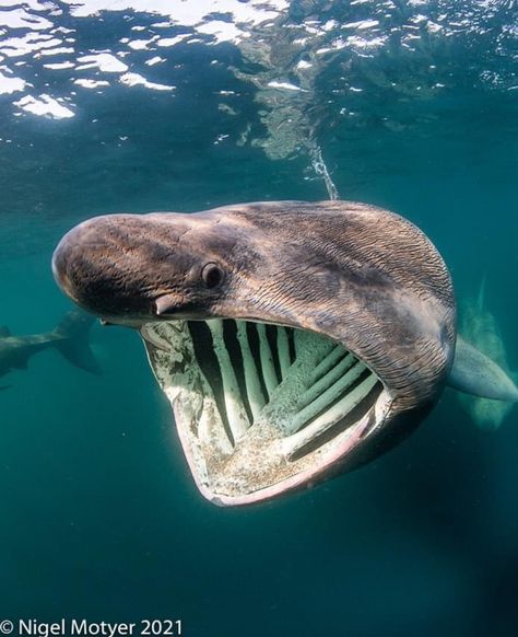 Basking Shark Drawing, Shark Reference Photo, Porbeagle Shark, Shark Aesthetics, Silly Sharks, The Whisper Font, Cool Sea Creatures, Basking Shark, Shark Photos