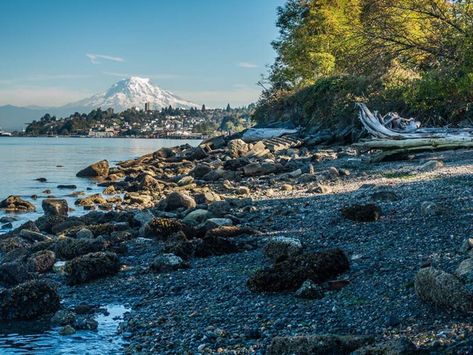 Puget Sound Fishing: The Complete Guide for 2023 Salmon Species, Chum Salmon, Fishing Scene, Pacific Salmon, King Salmon, Whidbey Island, Salmon Fishing, Fishing Charters, Pier Fishing