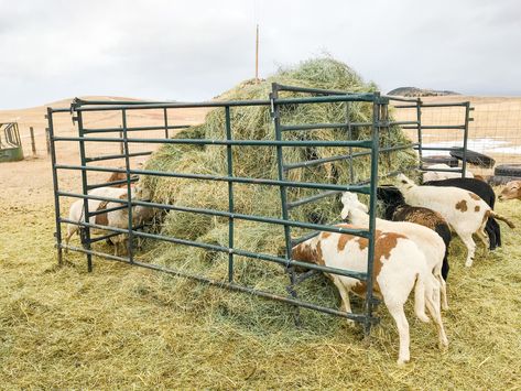 Sheep Hay Feeder, Diy Hay Feeder, Sheep Feeders, Cattle Feeder, Raising Sheep, Goat Feeder, Farmhouse Animals, Goat Pen, Cattle Panels