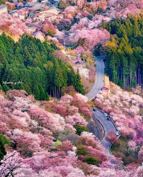 Nara Japan, Countries Around The World, Travel List, In Full Bloom, Nara, Photo Contest, Cherry Blossoms, Beautiful Nature, Cherry Blossom