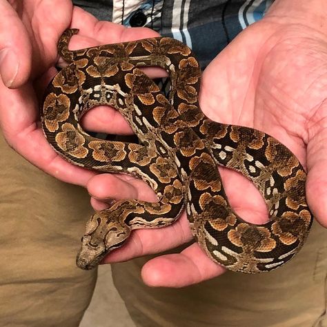 Dumerils Boa, Suriname Boa Constrictor, Full Grown Ball Python, Yellow Boa Constrictor, Ball Python Full Grown, Red Tail Boa, Rosy Boa, Baby Snakes, Snake Photos