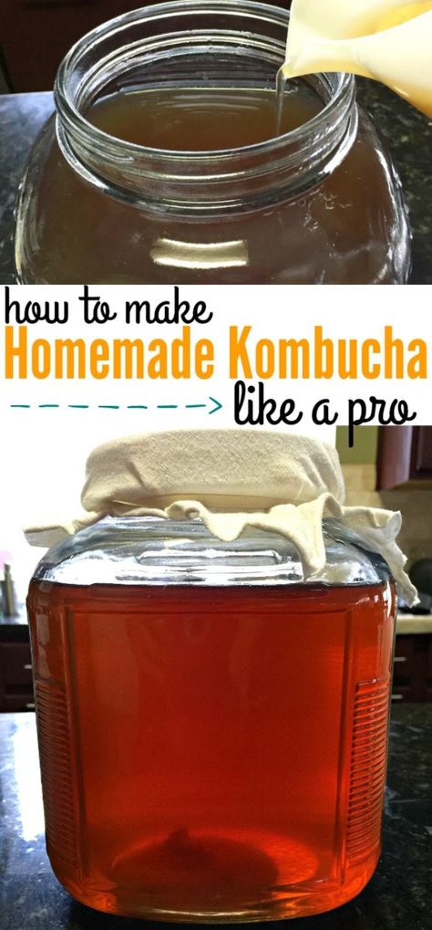 How to Make Homemade Kombucha Recipe 1 Gallon | Mainly Homemade Diy Kombucha, Make Kombucha, Kombucha Starter, Kombucha Scoby, Homemade Kombucha, Kombucha Recipe, Gallon Jars, Homebrew Recipes, Black Tea Bags