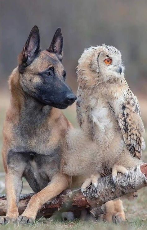 Unusual Animal Friends, Unlikely Animal Friends, Unlikely Friends, Malinois Dog, Animals Friendship, Unusual Animals, Sweet Animals, Cute Funny Animals, Animals Friends