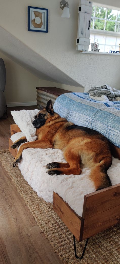 Dog Bed In Apartment, Bedroom With Dog Bed, Two Dog Bed Ideas, Dog Beds Connected To Bed, Dog Bed Corner Ideas, Dog At Home Aesthetic, Home Decor With Pets, Dog Bed Apartment, Dog Bed For End Of Bed