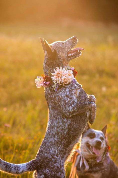 Amhello Australian cattle dogs Australian Cattle Dog Funny, Kelpie Dog, Aussie Cattle Dog, Australian Kelpie Dog, Herding Cattle, Red Heelers, Blue Heelers, Australian Kelpie, Red Heeler