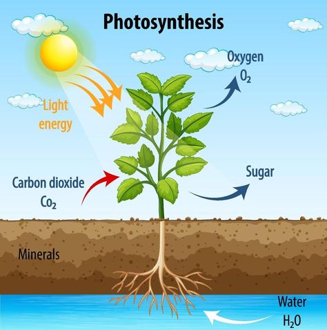 Diagram showing process of photosynthesis in plant Process Of Photosynthesis, Photosynthesis Activities, Science Diagrams, Science Drawing, Carbon Cycle, Plant Activities, Plant Vector, Plant Cell, Diagram Design