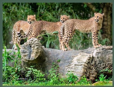 3 Chettahs At The St Louis Zoo Rare shot as they don't stay long at any one place. St Louis Zoo, Cheetahs, Trotter, Saint Louis, St Louis, Wall Art Home, Art Home Decor, Art Home, Wall Art