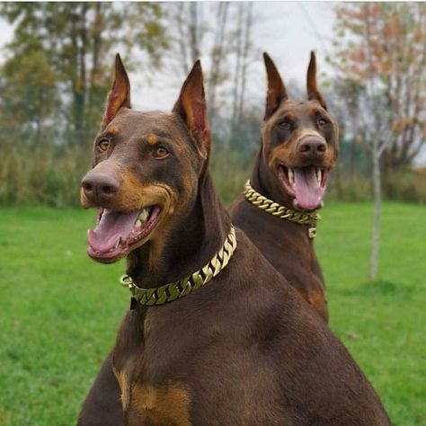 Doberman Dog, doberman dog names, doberman dog images, doberman dog puppy, doberman dog collars, doberman dog food, best doberman dog food, police doberman dog, doberman guard dog, doberman family dog, doberman police dog, doberman pinscher dog, doberman best dog food #dobermandogs_feature #dobermanpinscher #dobermanranc #dobermandogs #dobermanpinscher #dobermannetwork #dobermanranch#dobermandogs #doberman #puppygram #puppylife #puppylove #puppyeyest #dobermanpuppy #dobermandogs #doberman Doberman Collar, White Doberman Pinscher, Brown Doberman, Doberman Puppies For Sale, Doberman Shepherd, Doberman Training, Doberman Mix, Black Doberman, Puppy Photography