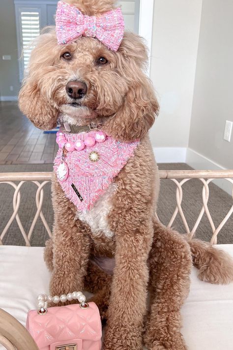 15 Dog Grooming Styles For Goldendoodles (With Pictures) Dog Hairstyles, Goldendoodle Grooming, Grooming Ideas, Knot Ponytail, Dog Grooming Styles, Hairstyles Girl, Poodle Cuts, Mohawk Styles, Puppy Cut