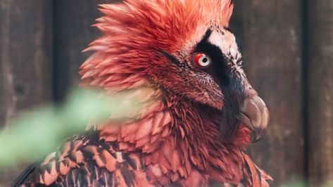 Bearded Vulture, Small Lizards, Red Beard, Metal Birds, Weird Animals, Birds Of Prey, Animals Of The World, Nature Photos, Animal Kingdom