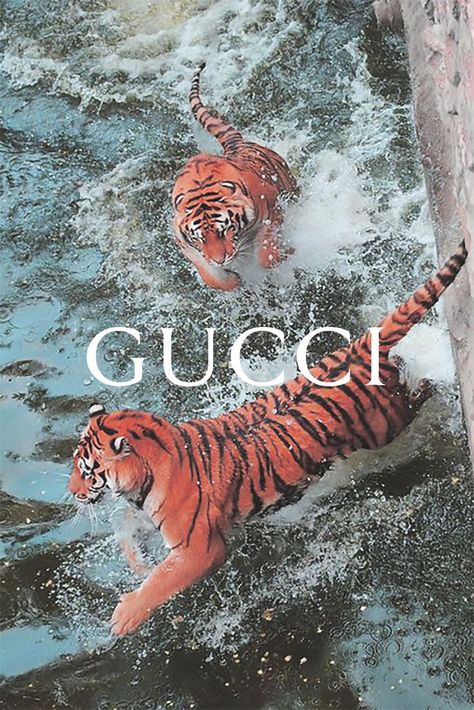 Wild expression - Gucci version   #gucci #wild #animal #tiger #aesthetic Tiger Photoshoot, Wild Expression, Tiger Aesthetic, Gucci Tiger, Wild Animal, Wallpapers, Gucci, Animals, Quick Saves