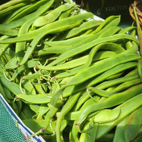 English Runner Beans Information and Facts Choy Sum, How To Cook Greens, Lemon Cucumber, Ghost Plant, Turmeric Recipes, Runner Beans, Health Guru, Grape Recipes, Artichoke Recipes