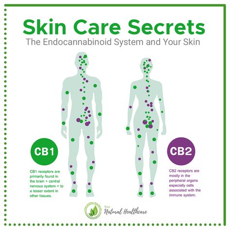 Skin Care Secrets: Our skin contains a high concentration of CB2 receptors, which provide a pathway to our endocannabinoid system through absorption. CBD works with our endocannabinoid system to regenerate basal cells, which make up 90 percent of our skin.  When applied topically as a lotion, salve, or balm, CBD promotes the regrowth of skin cells, which is an integral part of maintaining healthy skin. Basal Cell, Endocannabinoid System, Care About You, Nervous System, Skin Cells, Immune System, Healthy Skin, Healthy Living, The Secret