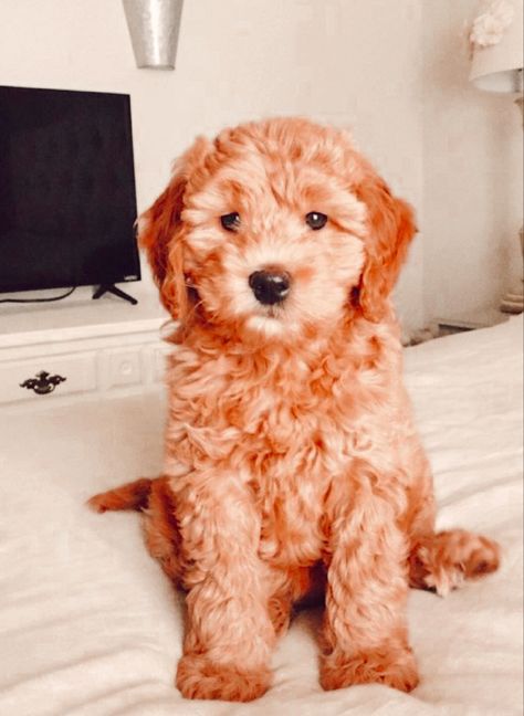 Golden Doodle, Goldendoodle Puppy, Cute Dogs And Puppies, Cute Creatures, Baby Dogs, Great Dane, Goldendoodle, Cute Little Animals