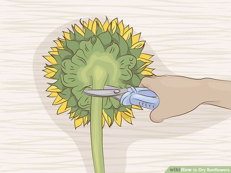 4 Ways to Dry Sunflowers - wikiHow How To Dry Sunflowers For Decoration, How To Dry Out Sunflowers For Seeds, Drying Sunflowers For Seeds, How To Dry Sunflowers, How To Press Sunflowers, How To Preserve Sunflowers, Preserving Sunflowers, Dried Sunflowers Ideas, Preserve Sunflowers