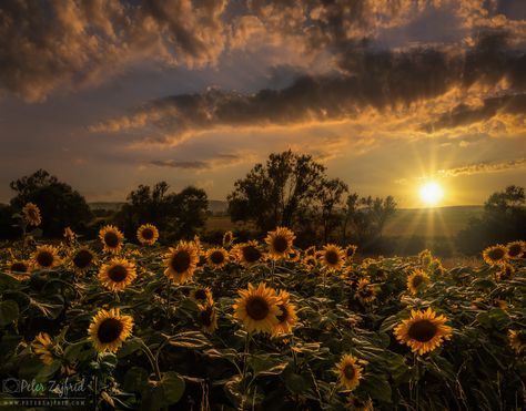 Amongst the sunflowers by Peter Zajfrid / 500px Sunflower Desktop Wallpaper, Sunflower Desktop Wallpaper Aesthetic, Desktop Sunflower Wallpaper, Sunflower Pc Wallpaper, Sunflower Field At Night, Facebook Cover Images, Mood Wallpaper, Bridal Hair Flowers, Plant Aesthetic