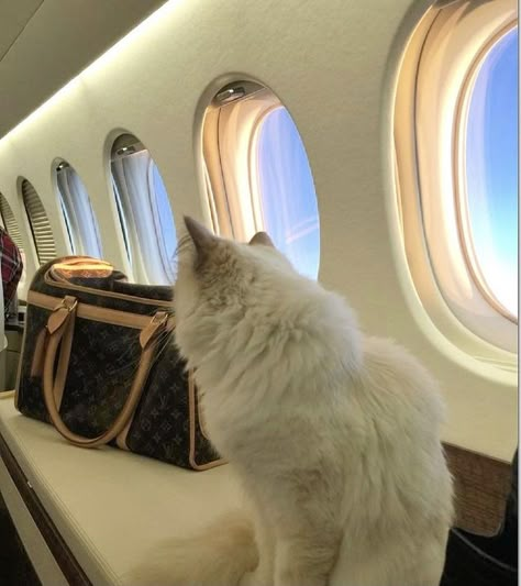 Rich Dog Aesthetic, Rich Cat, Rich Cat Aesthetic, Cat With Money Aesthetic, Old Money Dog, Rich Cats Aesthetic, Choupette Lagerfeld, Money Cat, Perfect Husband