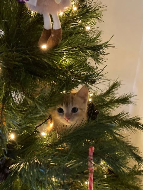 Cat In Christmas, Christmas Kitty, Christmas Cat, Cat Christmas, Cat In Christmas Tree, Christmas Cats Aesthetic, Christmas Kittens Cute, Christmas Kitten Wallpaper, Cute Christmas Cats Aesthetic