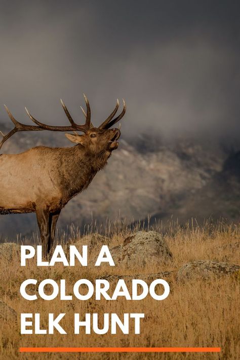 Elk Hunting Colorado, Girl Hunting Quotes, Archery Elk Hunting, Elk Hunting Tips, Colorado Hunting, Youth Hunting, Western Hunting, Hunting Guide, Elk Hunting Gear