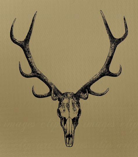 Skull Clip Art with antlers Royalty Free No by ImagesClipArt. , via Etsy. Stag Skull Drawing, Skull With Antlers Tattoo, Stag Skull Tattoo, Tattoo Deer Skull, Antlers Tattoo, Antler Drawing, Antlers Drawing, Deer Skull Tattoo, Stag Skull